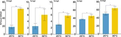 Optimization of highly efficient exogenous-DNA-free Cas9-ribonucleoprotein mediated gene editing in disease susceptibility loci in wheat (Triticum aestivum L.)
